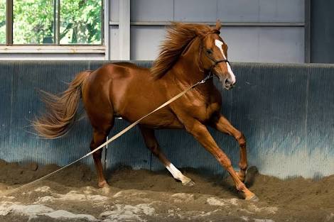 【競馬】オルフェまだ走れるだろwww