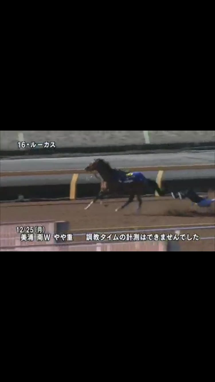 【競馬/ホープフルS】出走回避検討の原因になったルーカスの調教映像ワロタ