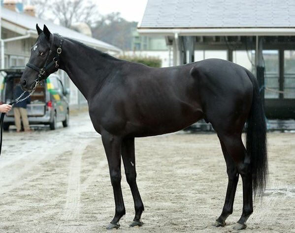 【競馬/共同通信杯】12頭枠順確定!大注目グレイルは大外8枠12番。堀厩舎の期待馬サトノソルタスは1枠1番