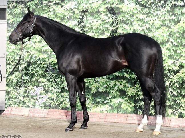 【競馬/共同通信杯】12頭枠順確定!大注目グレイルは大外8枠12番。堀厩舎の期待馬サトノソルタスは1枠1番