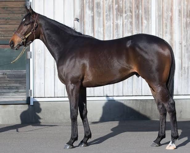 【競馬】サートゥルナーリアがホープフルSを目指して帰厩した