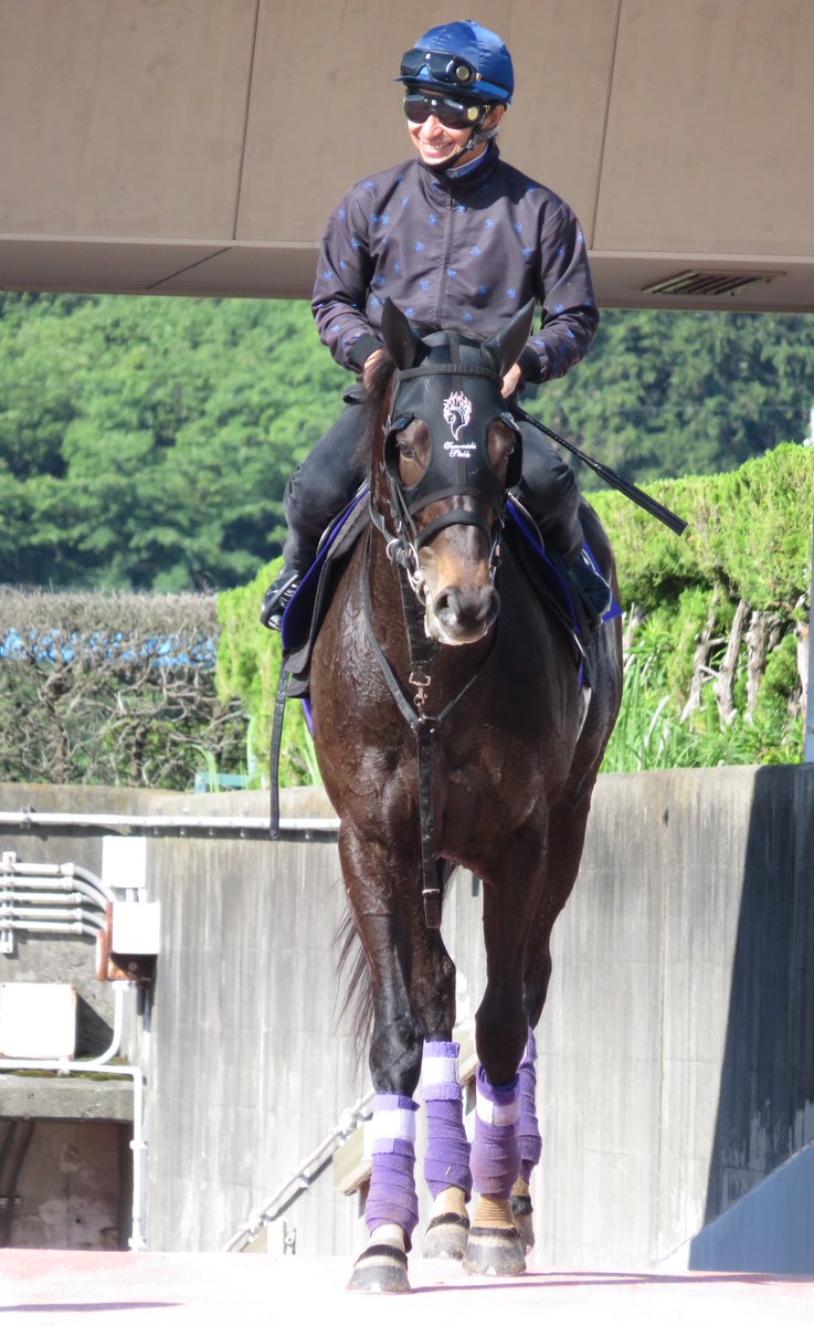 【競馬/宝塚記念】朗報 横山ノリ「エタリオウはクセがなく乗りやすい」 【競馬/宝塚記念】朗報 横山ノリ「エタリオウはクセがなく乗りやすい」