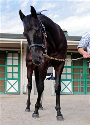 【競馬】サトノダイヤモンドの見た目格好良すぎだろwwwww