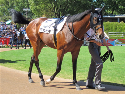 【競馬】サトノダイヤモンドの見た目格好良すぎだろwwwww