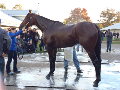 【競馬】ラニ出走で例年より日本競馬ファンが注目するベルモントS!改めて1973年を振り返ってみよう!