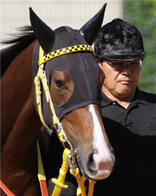 【競馬】サトノダイヤモンドの見た目格好良すぎだろwwwww