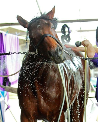【競馬】サトノダイヤモンドの見た目格好良すぎだろwwwww