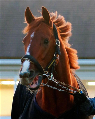 【競馬】サトノダイヤモンドの見た目格好良すぎだろwwwww