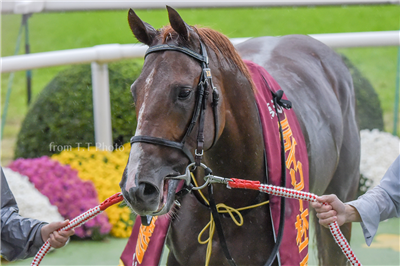 【競馬】サトノダイヤモンドの見た目格好良すぎだろwwwww