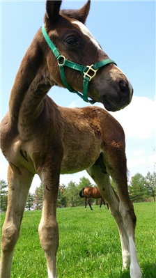 【競馬】2億円馬サトノケンシロウとはなんだったのか