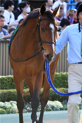 【競馬】サトノダイヤモンドの見た目格好良すぎだろwwwww