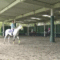 【競馬】レッツゴードンキ、みんなのKEIBAのカメラに興味津々（※動画あり）
