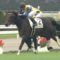 【競馬】弥生賞、サトノフラッグに武豊がキターーーーー！