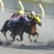 【競馬】サウンドトゥルー 今週から短期免許で来日したミナリク騎手との新コンビでフェブラリーSに