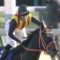 【競馬/サイン】フェブラリーS　二枠ゴールドドリーム　高松宮記念　三枠セイウンコウセイ