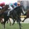 【競馬】トリコロールブルーが調教中に故障、予後不良