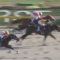 【競馬/フェブラリーS】最近ルメールが調子悪すぎて、押さえでもゴールドドリーム買いたくない