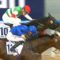 【競馬】エピカリスはベルモントＳに参戦　鞍上はＣ・ルメール騎手