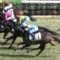 【競馬】横山典弘下手糞過ぎｗｗｗｗｗ 中山6R人気馬サトノルーラーを飛ばす