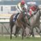 【競馬/スプリンターズS】サイン馬券。2枠の馬がどちらも・・・