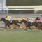 【競馬】タニノアーバンシー、完全終了のお知らせ