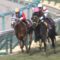 【競馬】タマモベストプレイは頑張り屋さん