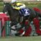 【競馬/阪神牝馬S】ソウルスターリングが…