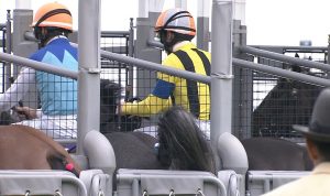 【競馬/桜花賞】アドマイヤミヤビ惨敗の原因→う○こ中にゲートが開いて死亡