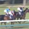 【競馬/大阪杯】音無「アンビシャスは毎日王冠が一番良い乗り方」「徹底して後ろから競馬する」
