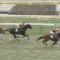 【競馬/天皇賞春】ラブラドライト買うやつwww