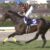 【競馬】キタサンブラックが心の中で思ってそうなこと