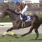 【競馬】キタサンブラックってどう見ても全盛期のグラスワンダーより強いよな？