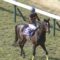 【競馬/大阪杯】キタサンブラックって武豊の歴代お手馬の中でも上位じゃね？