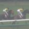 【競馬/阪神牝馬S】ミルコデミーロまじで○ねよこいつ ← クイーンズリング15着ブービー