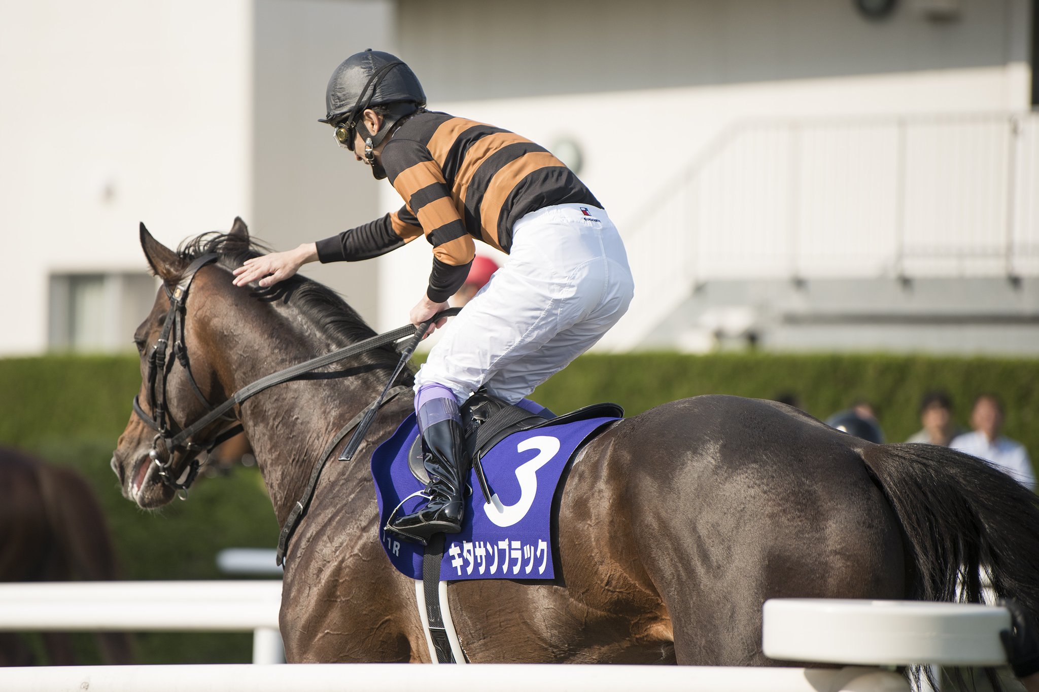 【競馬】キタサンブラックってなんで嫌われてるの? 【競馬】キタサンブラックってなんで嫌われてるの?