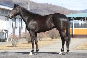 【競馬】フランケルの種付け料2600万。驚異的な成績で