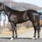 【競馬/2歳新馬】タニノフランケル過剰人気(母ウオッカ)で新潟の新馬馬券が旨い！！