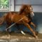 【競馬】オルフェーヴルの今年の種付け数180頭