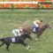 【競馬/NHKマイルC】カラクレナイ(1番人気17着)騎乗のデムーロ、笑顔で横山典弘を祝福