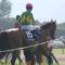 【競馬】サトノダイヤモンドがいま検索してそうな言葉