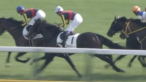 【競馬/神戸新聞杯】ダンビュライト ７戦１勝 ＯＰ