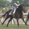 【競馬/神戸新聞杯】神戸新聞杯は過去７年連続で１番人気が３着以内