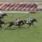 【競馬/ダービー】アドミラブル3着 音無調教師「レイデオロが行く前に行けば良かったのに、行くのが遅かった。」