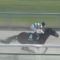 【競馬】クリソライト故障。種子骨靭帯を傷めて休養へ