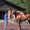 【競馬】社台「オルフェーヴル産駒の2歳馬は大目に見てください」