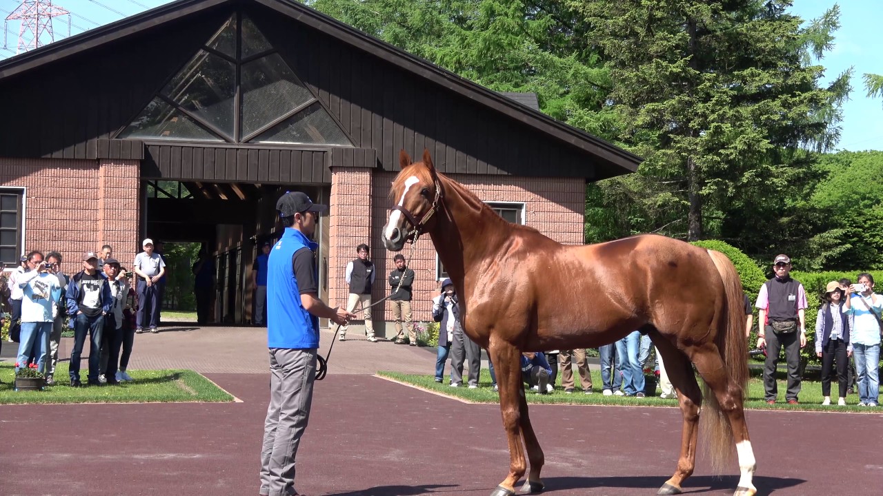 【競馬】池江「オルフェ産駒はもう預かりません。走らないんだもん(笑)」