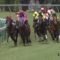【競馬】サトノシャーク生田特別を快勝！菊の秘密兵器に！？
