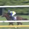 【競馬/マイルCS】エアスピネルがCS勝ったら「4歳世代は史上最強」と騒ぐやつがでてくる