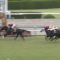 【競馬】シルバーステート強すぎｗｗｗｗｗ 阪神・芝1800コースレコードタイ1.44.5