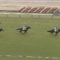 【競馬】モクレレに続いてジナンボーも骨折 → 誤報でした